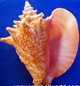 Conch shell